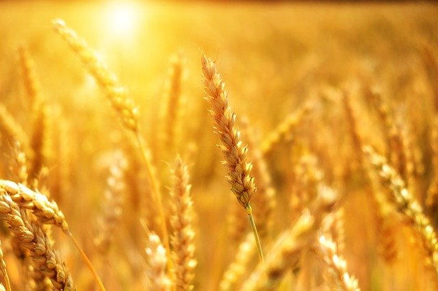 Comment piloter l'irrigation de sa parcelle agricole