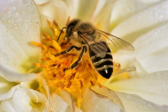 abeilles