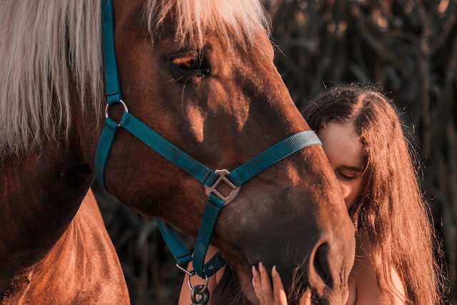 Box cheval