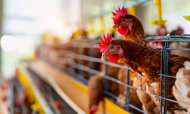 Chauffage gaz élevage