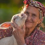 Massages pour les animaux