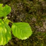 Ce qu'il faut savoir avant de planter un arbre Paulownia