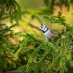 Maladie chez un oiseau