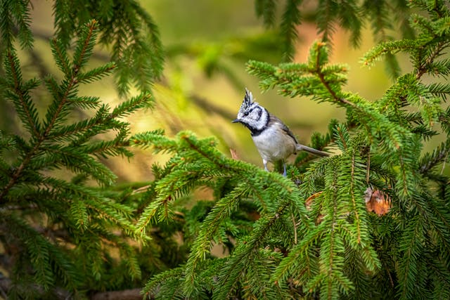 Maladie chez un oiseau