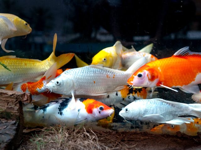 Poissons exotiques