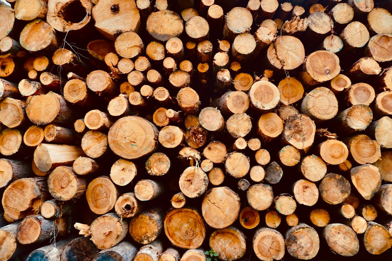 Guide des variétés des bûches de bois densifiées : tout savoir avant de choisir