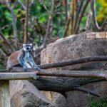 Madagascar